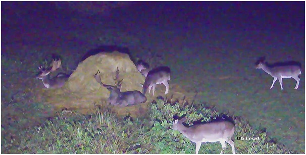 24hrs live game camera of GyHH